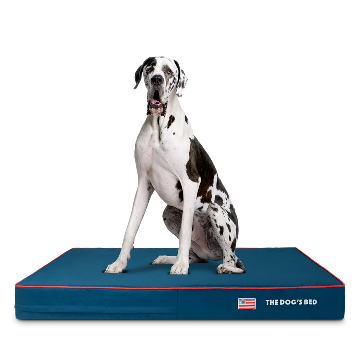 Orthopaedic dog bed with blue design and red trim